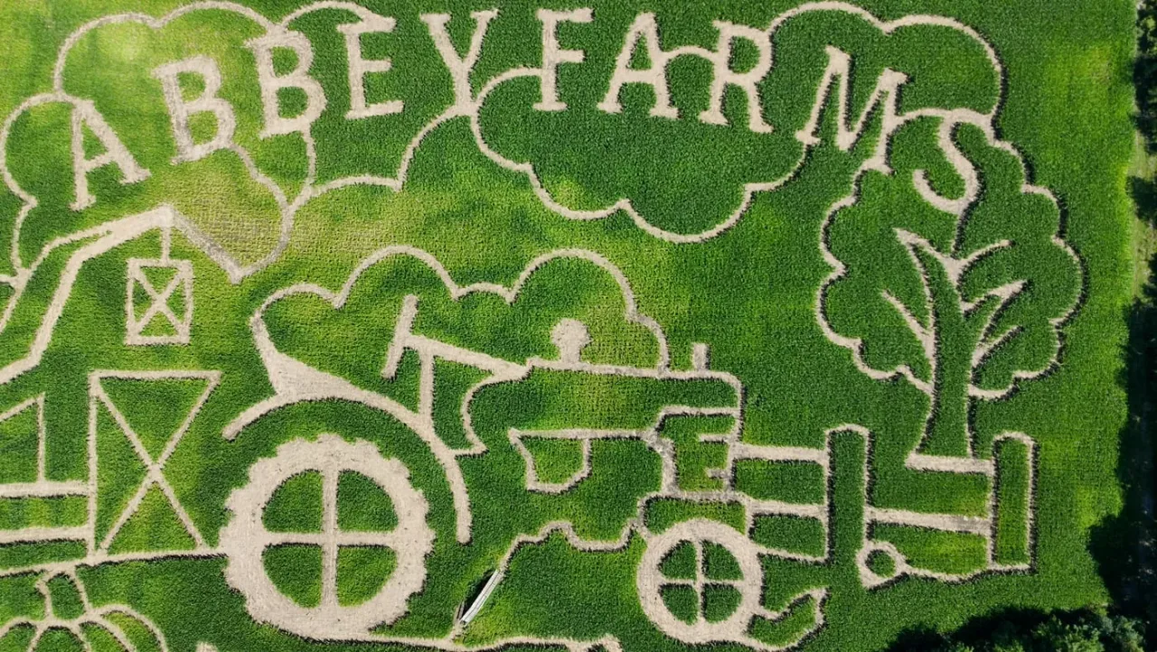 Aerial archive image of a corn maze at Abbey Farms
