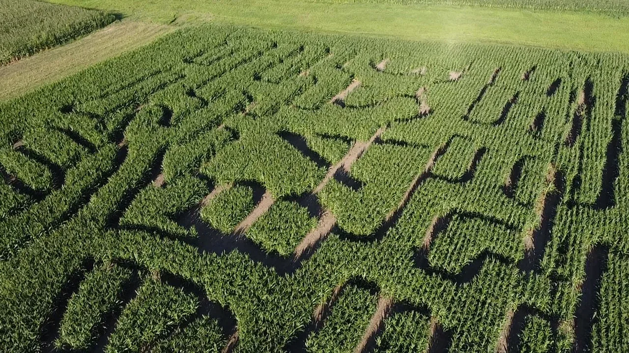 An aerial view of an earlier corn maze at Bass Family Farms