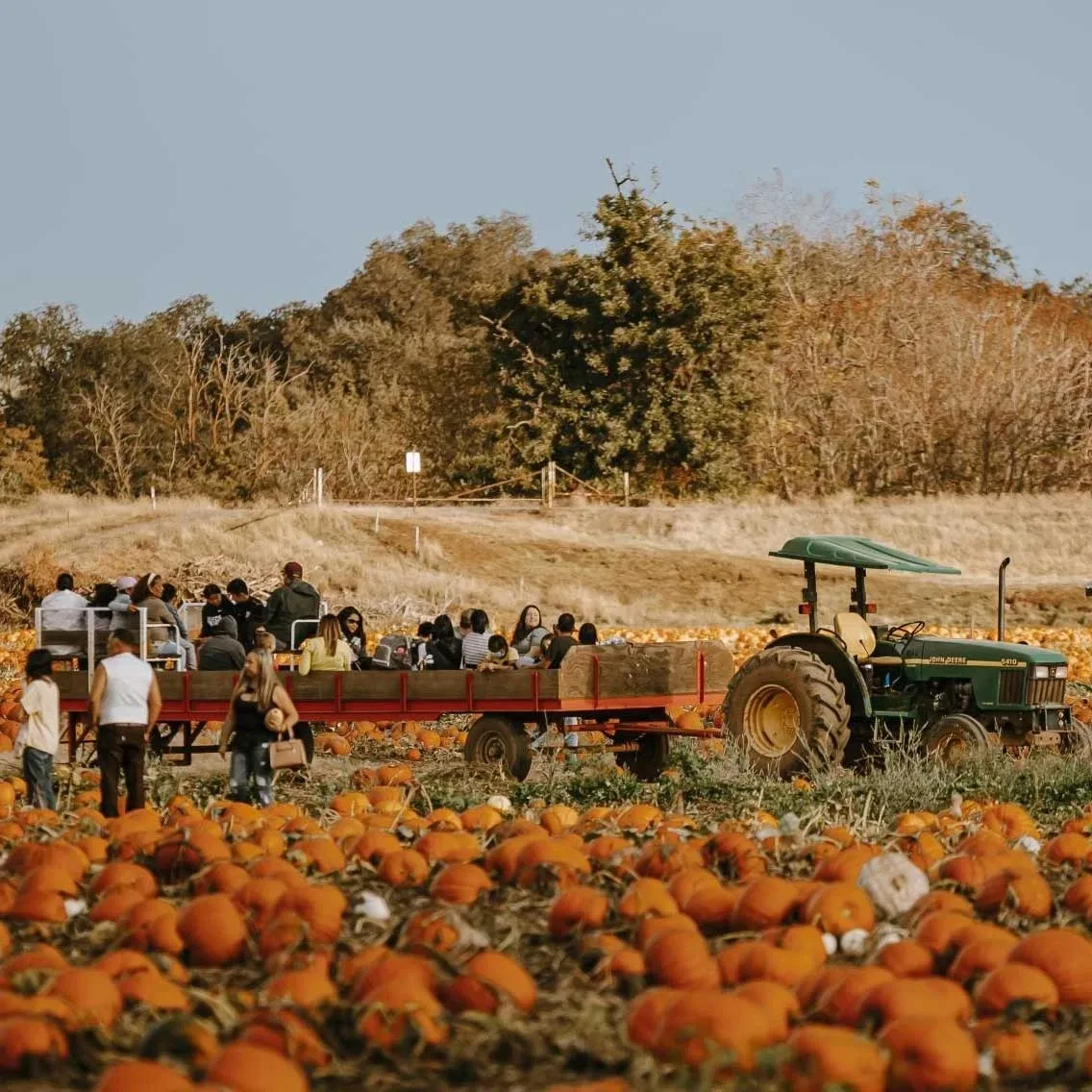 Visitors riding a tractor-drawn wagon through pumpkins at Bishop’s Pumpkin Farm