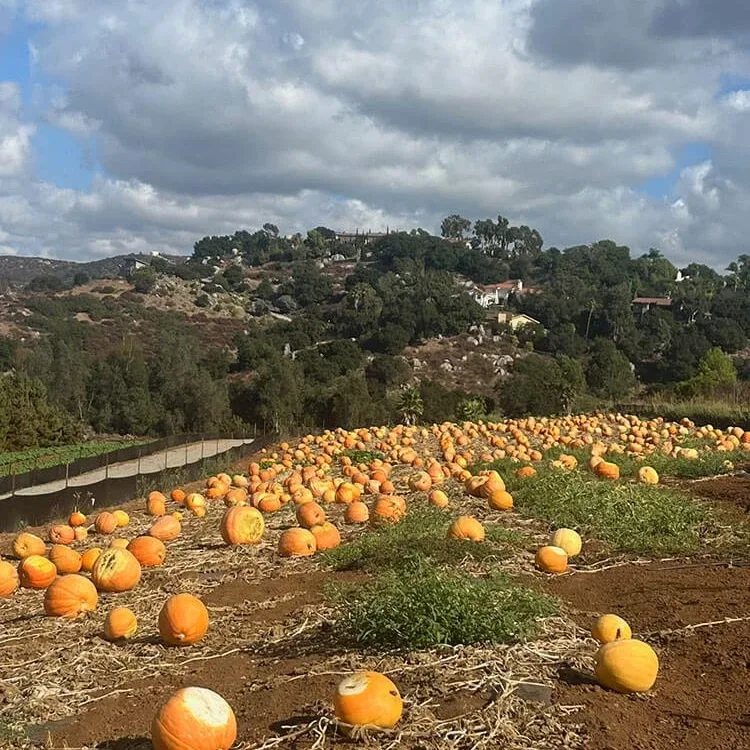Pumpkins in the hillside patch at Bonita Pumpkin Farm