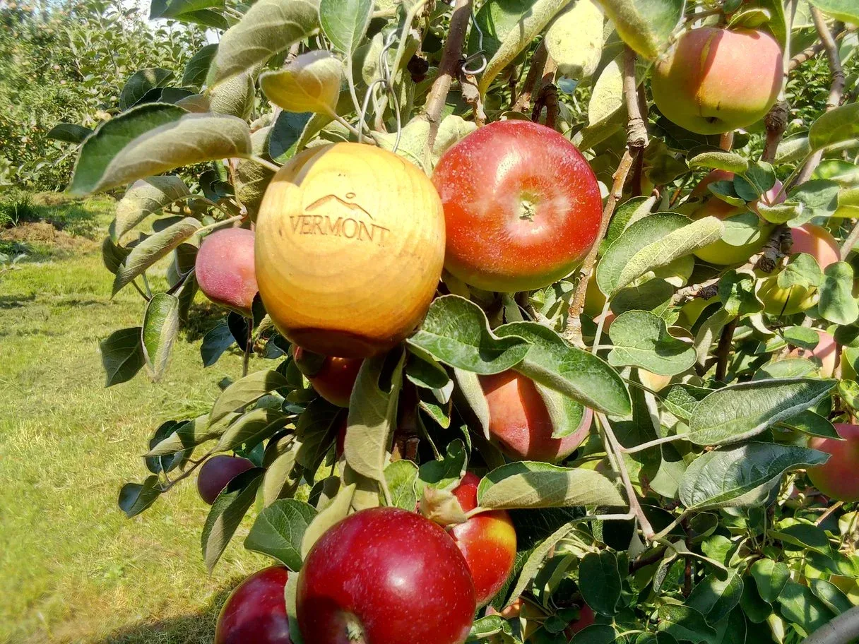 A golden Vermont apple hanging among red apples at Burtt’s Apple Orchard