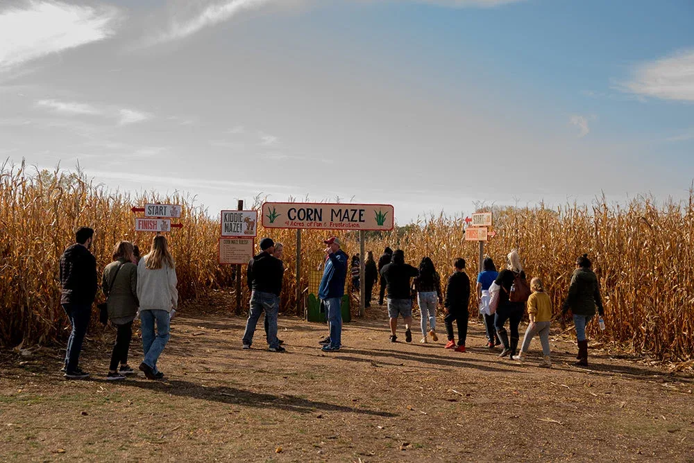 Visitors entering the corn maze at Center Grove Orchard