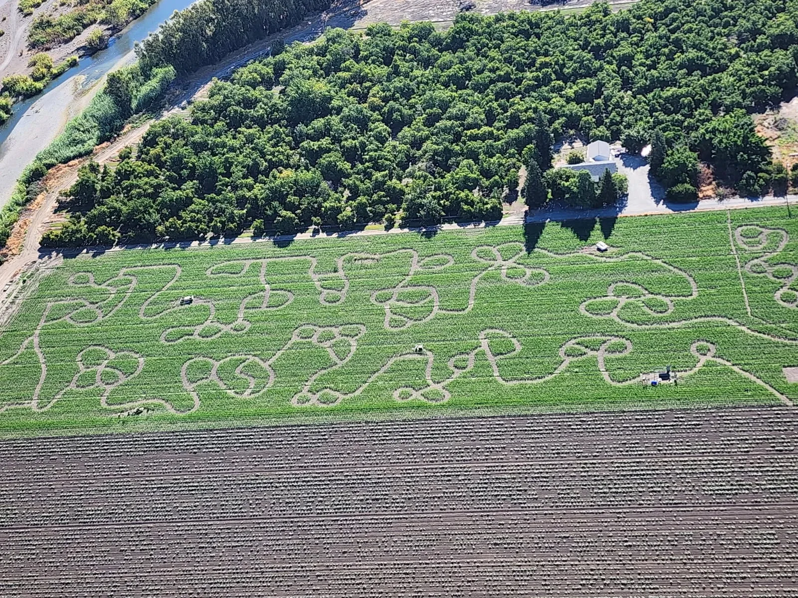 An aerial photograph of Country Pumpkins’ 2025 corn maze in Orland
