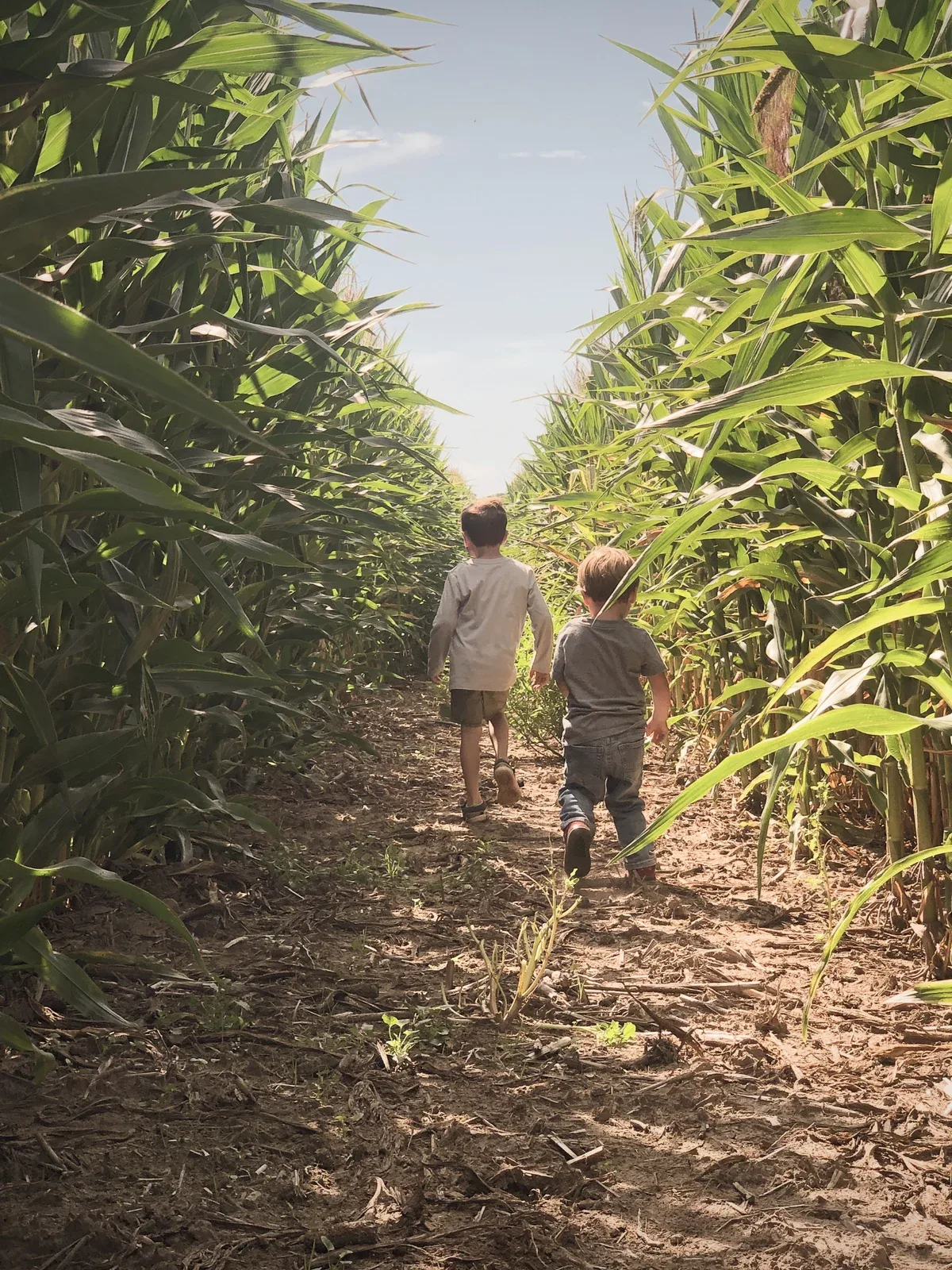 Children standing on a corn maze path at Crane Orchards