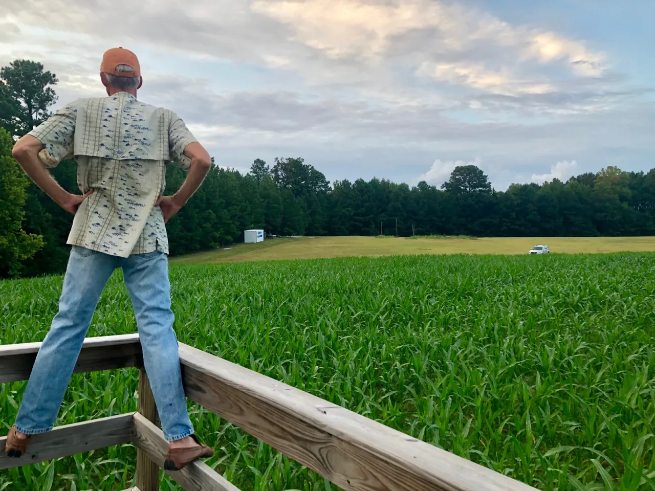 A visitor looking over the corn from a wooden platform at Crossroads Corn Maze