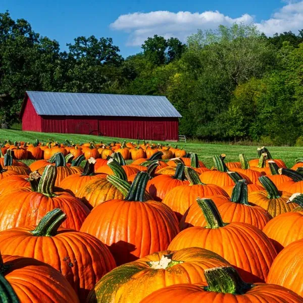 Pumpkins displayed in front of a red barn at Dollinger Family Farm