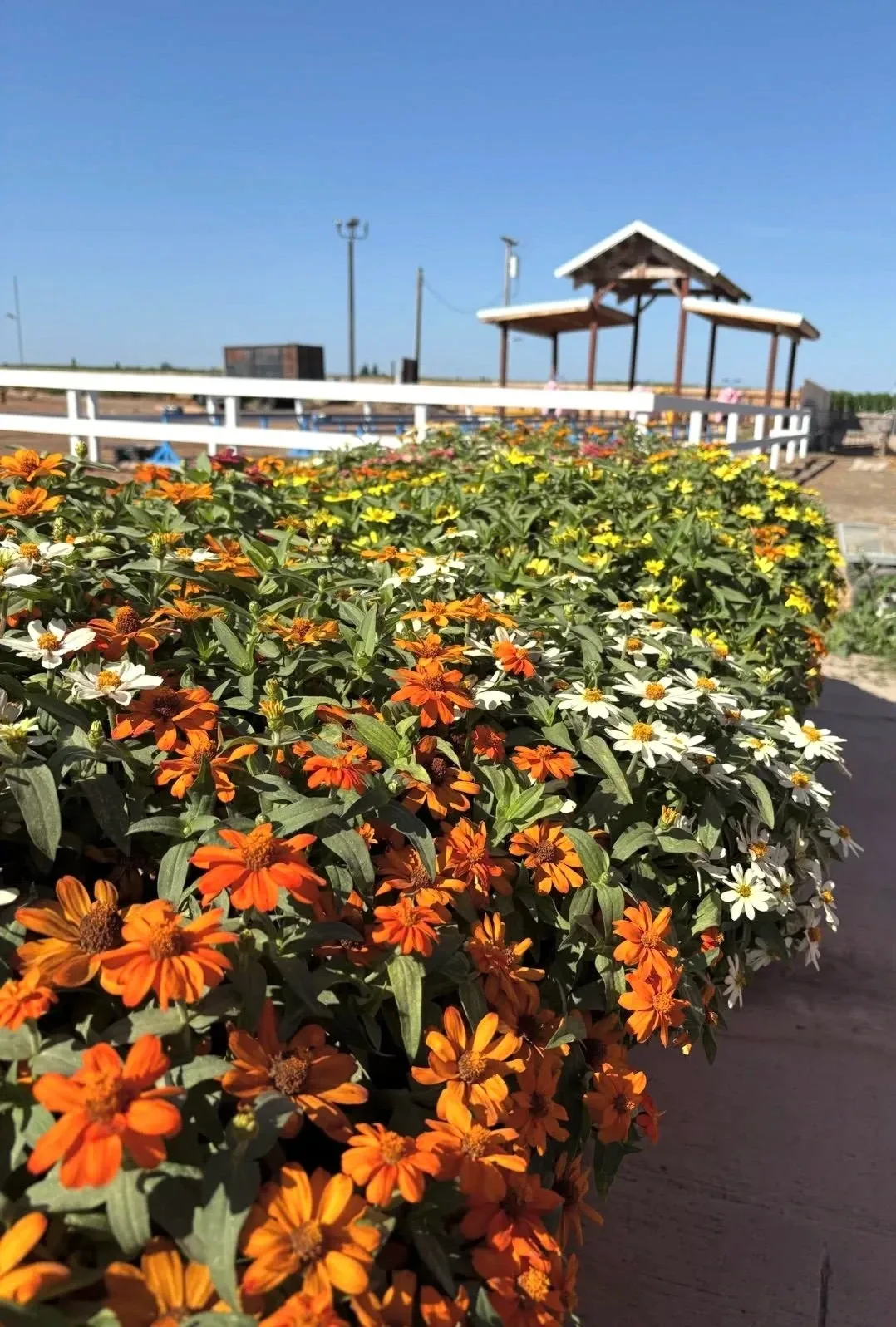 Flowers and fall farm displays at Dutch Hollow Farms