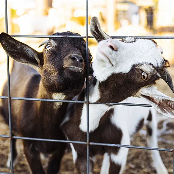 Goats at the fence in Gallberry Corn Maze’s farm animal area