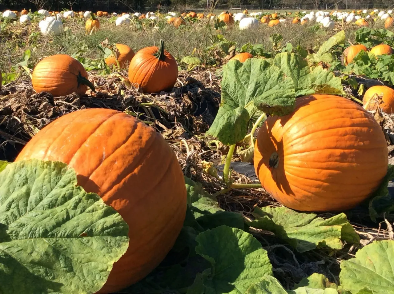Pumpkins growing on the vine at Gieringer’s Family Farm