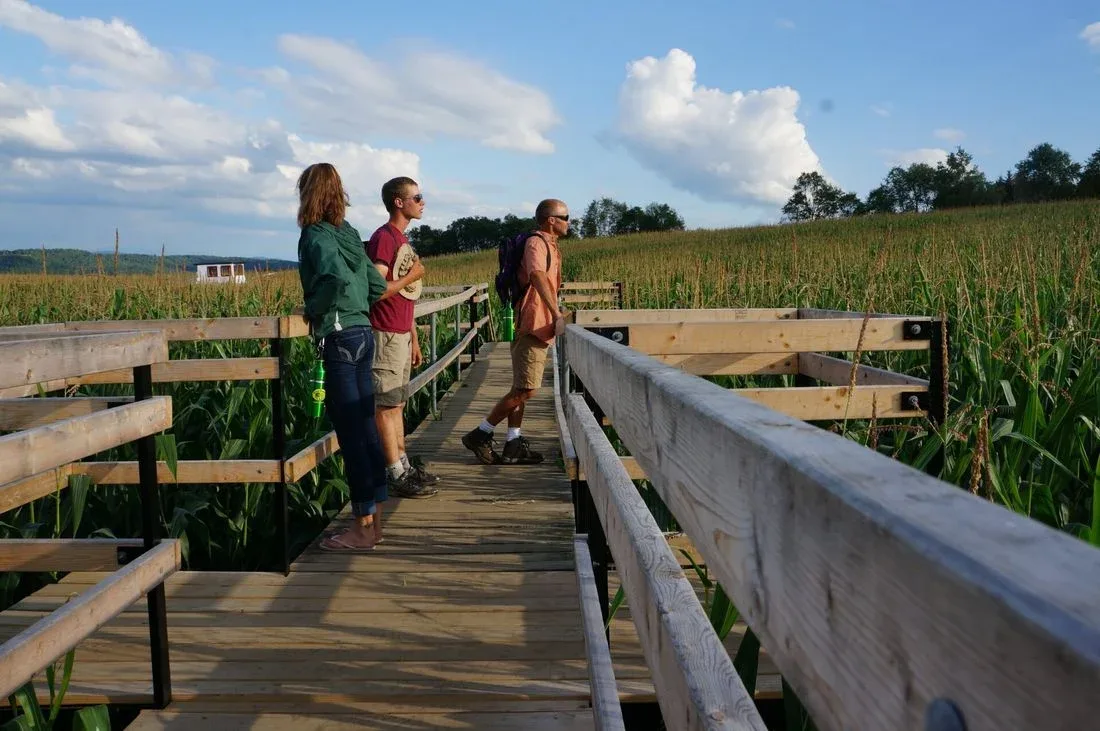 Visitors standing on a wooden bridge above the corn at the Great Vermont Corn Maze