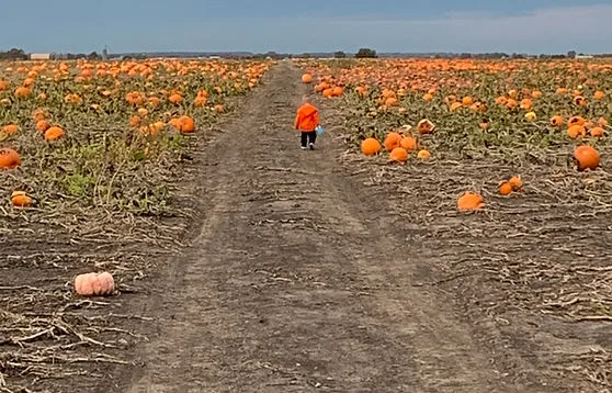 A child walking along a dirt path through Heap’s pumpkin field