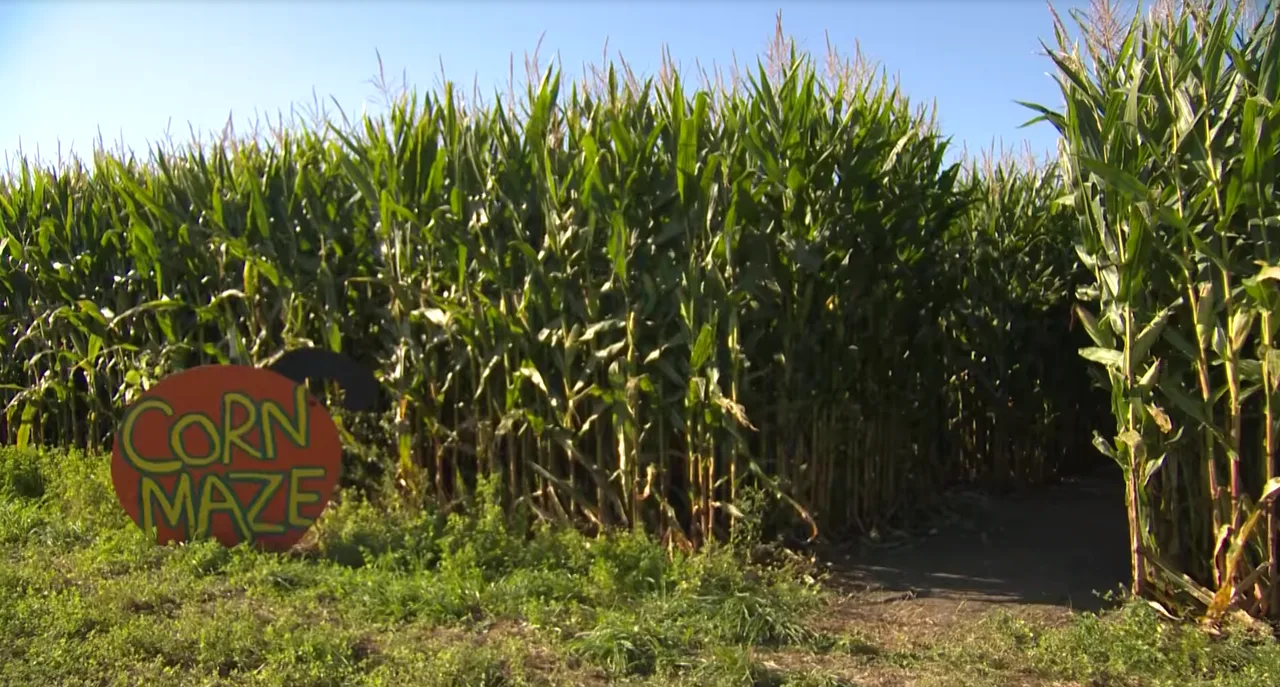 The corn maze entrance at Heap’s Giant Pumpkin Farm, with a pumpkin-shaped sign