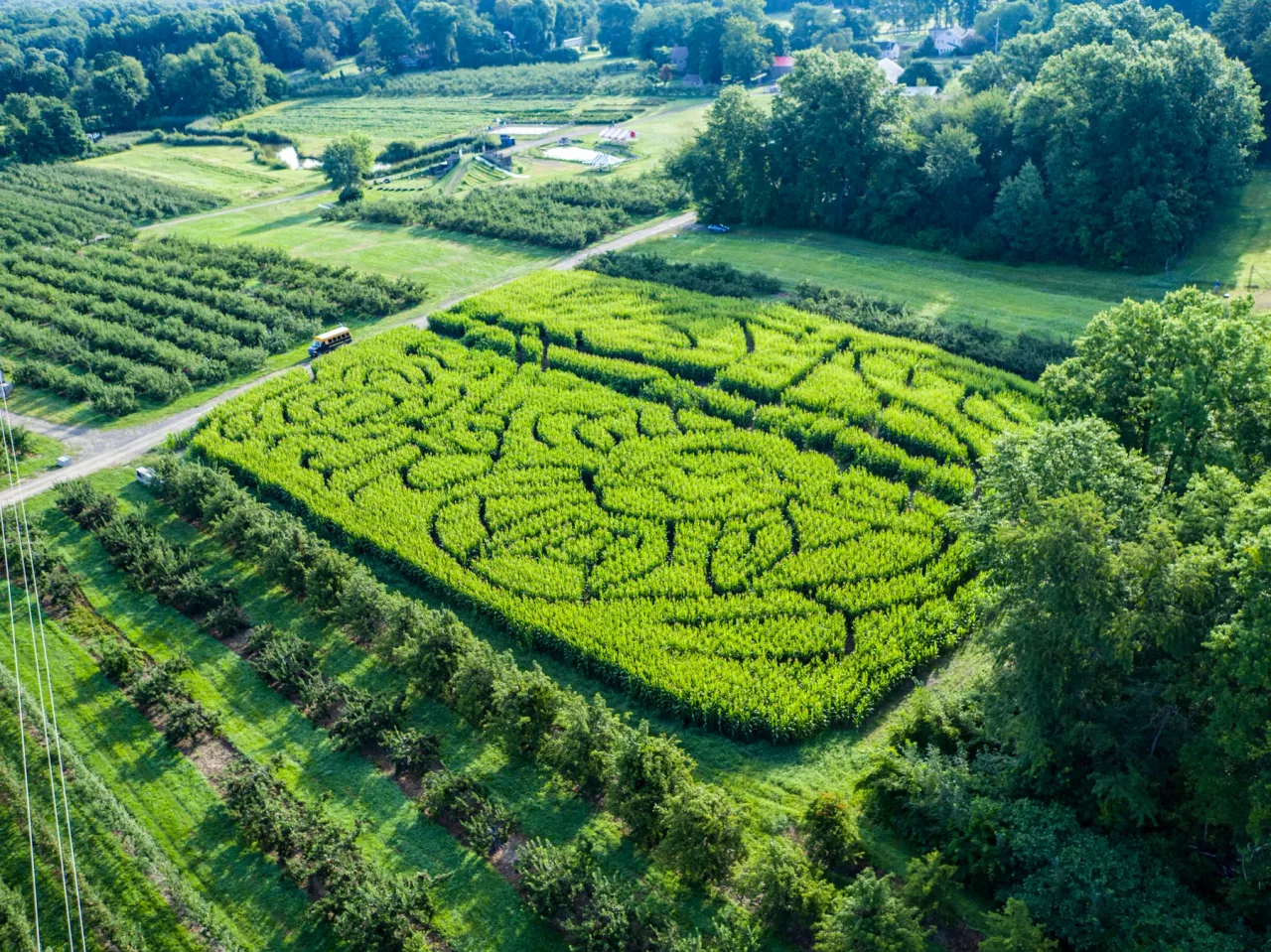 An aerial view of a butterfly and bee design in Hurds Family Farm’s corn maze