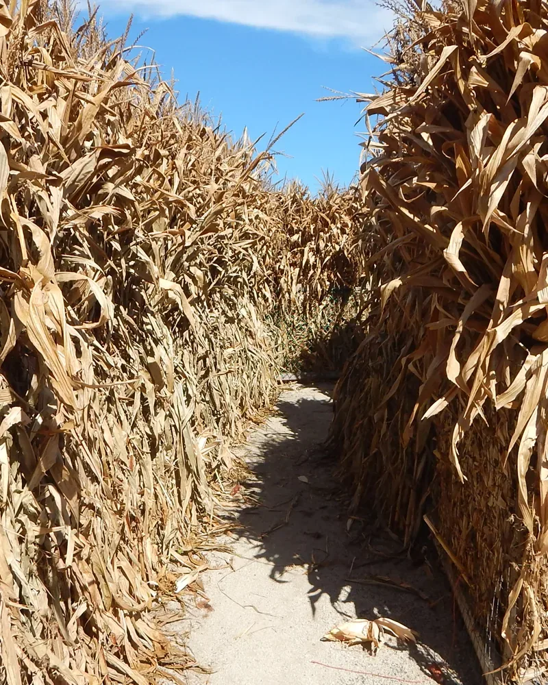 A path between tall rows of corn at Johansen Farms Children’s Zoo