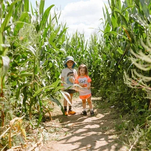 Children walking along a corn maze path at Kelder’s Farm