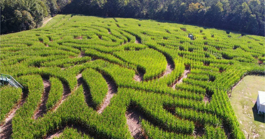 An aerial view of winding paths through Kersey Valley’s corn maze