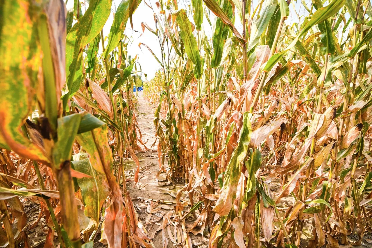 A sunlit path between tall rows of corn at Konow’s Corn Maze