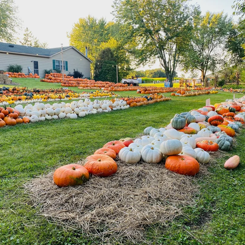 Rows of orange, white and green pumpkins displayed on grass at Kroll’s