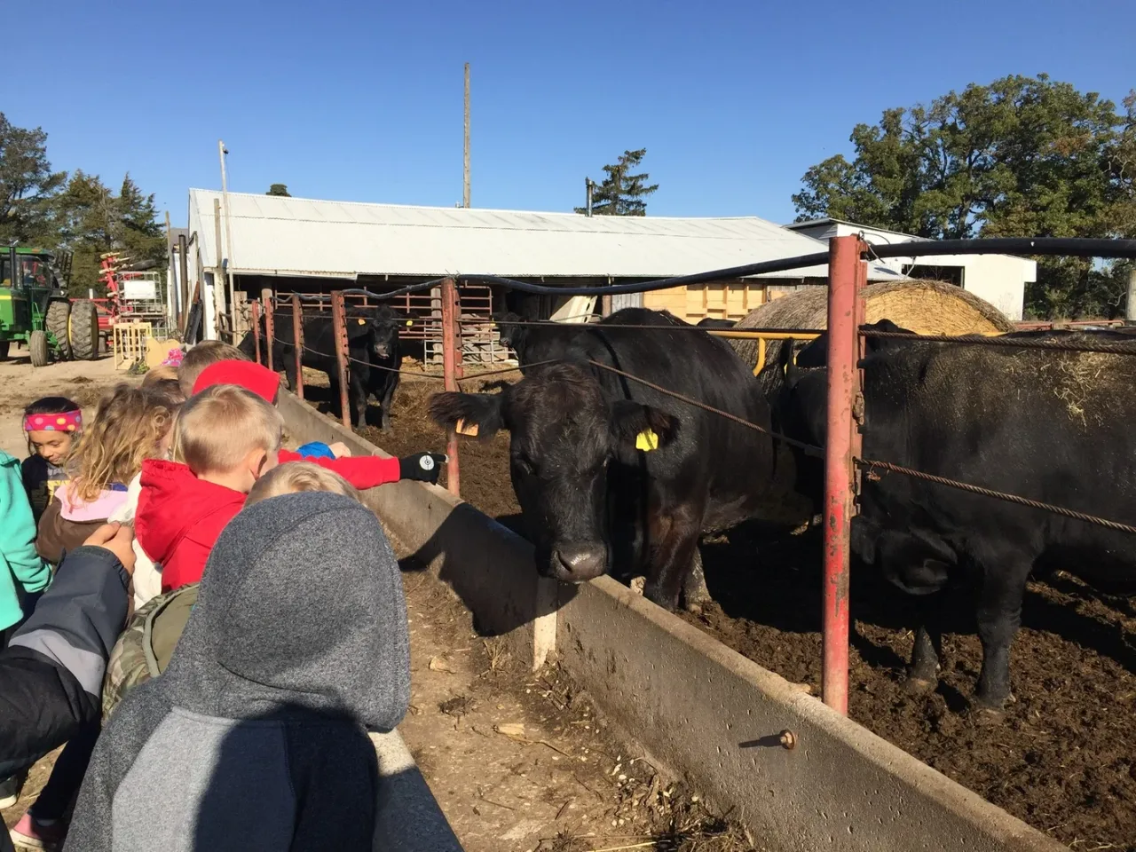 Children watching cattle beside a pen at Kroul Farms