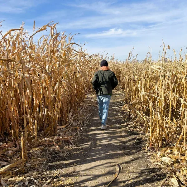 A visitor walking along a corn maze path at Kuipers Family Farm