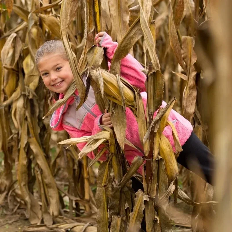 A child among the corn stalks at Liberty Ridge Farm