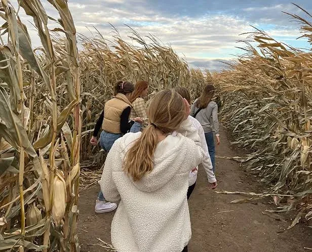 Children walking between rows of corn at Long Family Orchard & Farm