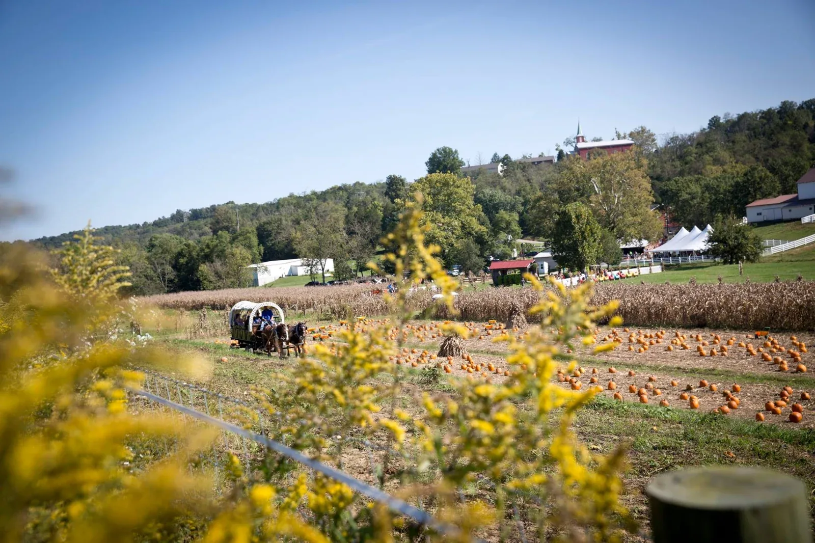 Fields, farm buildings and visitor tents at Neltner’s Farm