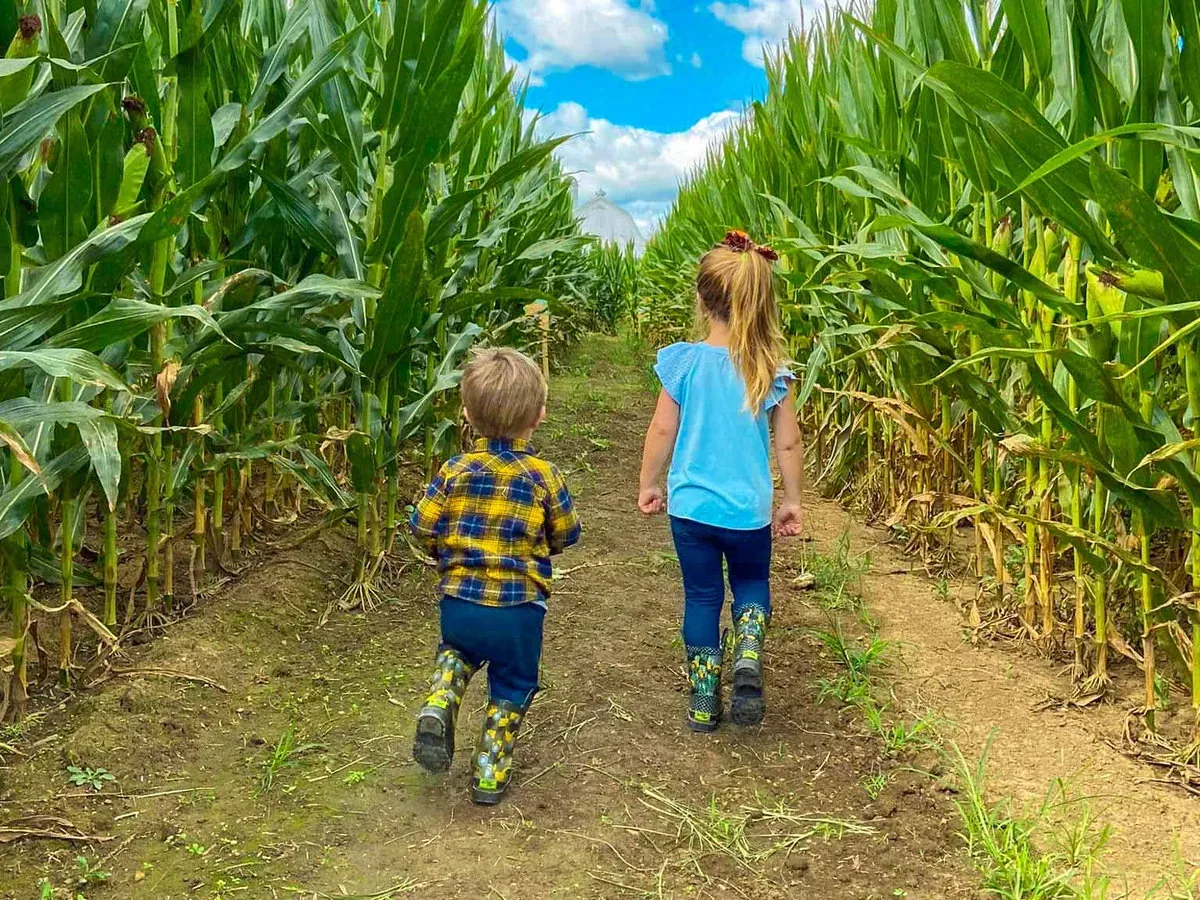Two children walking between tall corn rows at Niederman Family Farm