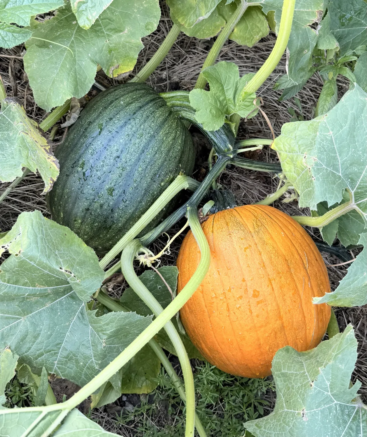 Green and orange pumpkins growing on vines at The Patchening