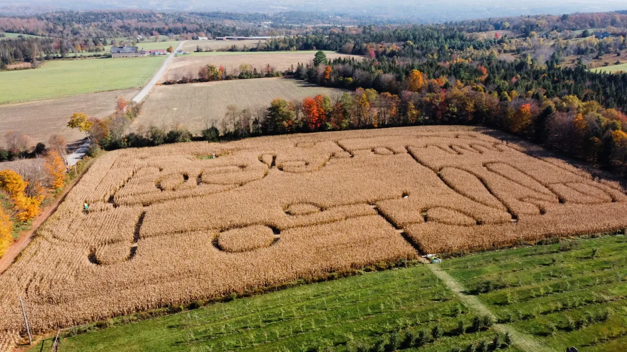 An aerial view of a past corn maze and the surrounding fields at Peck Farm Orchard