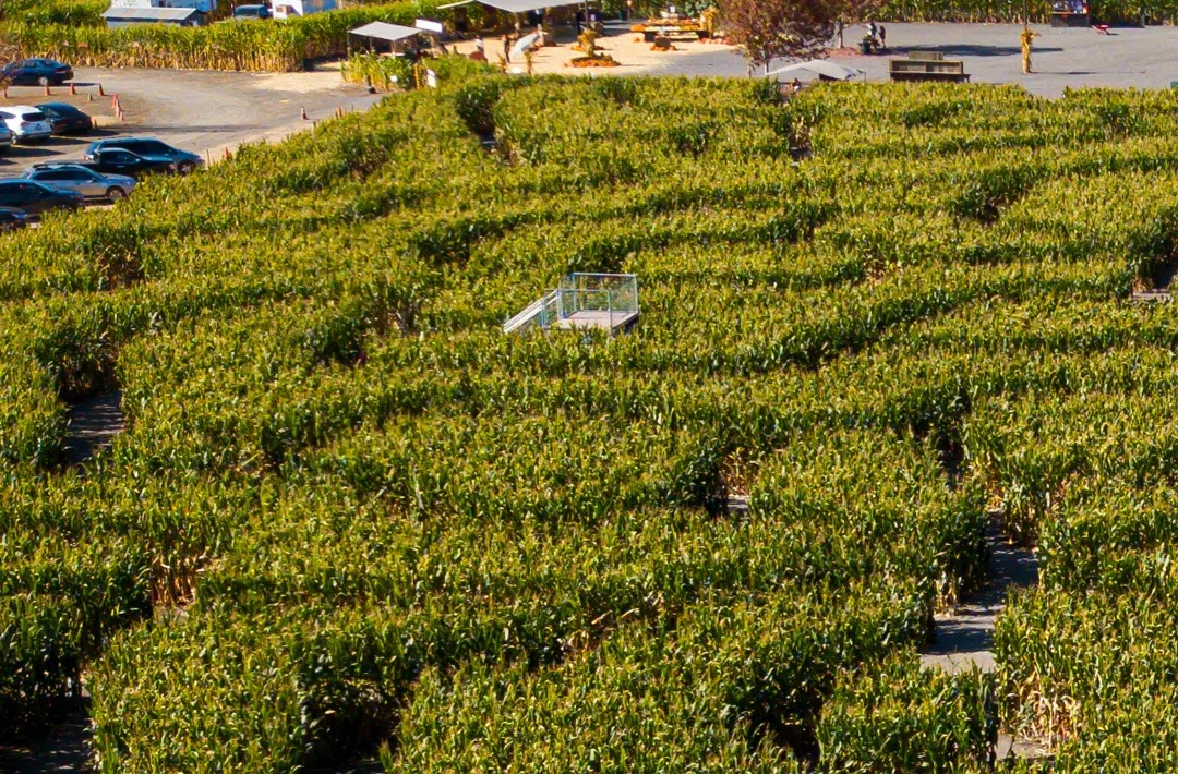 An aerial view of Petaluma Pumpkin Patch’s corn-maze paths