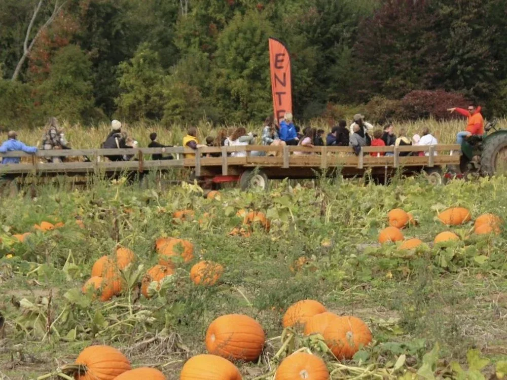 A wagon and pumpkins at Post Family Farm