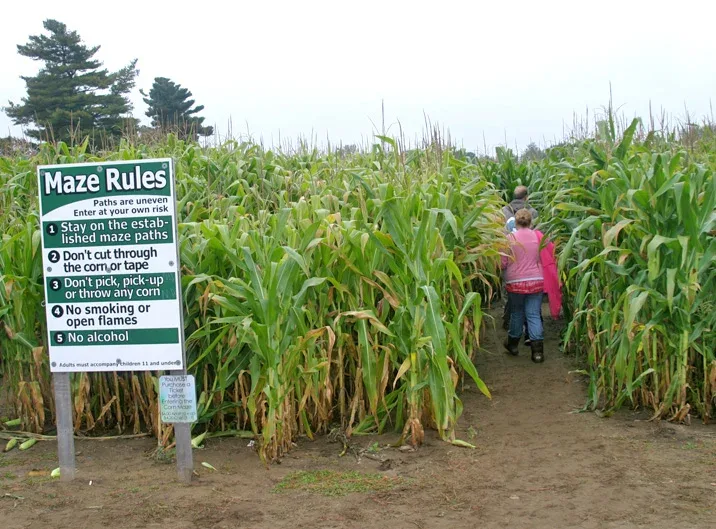 The corn maze entrance at Sam Mazza’s Farm, with a maze-rules sign beside the path