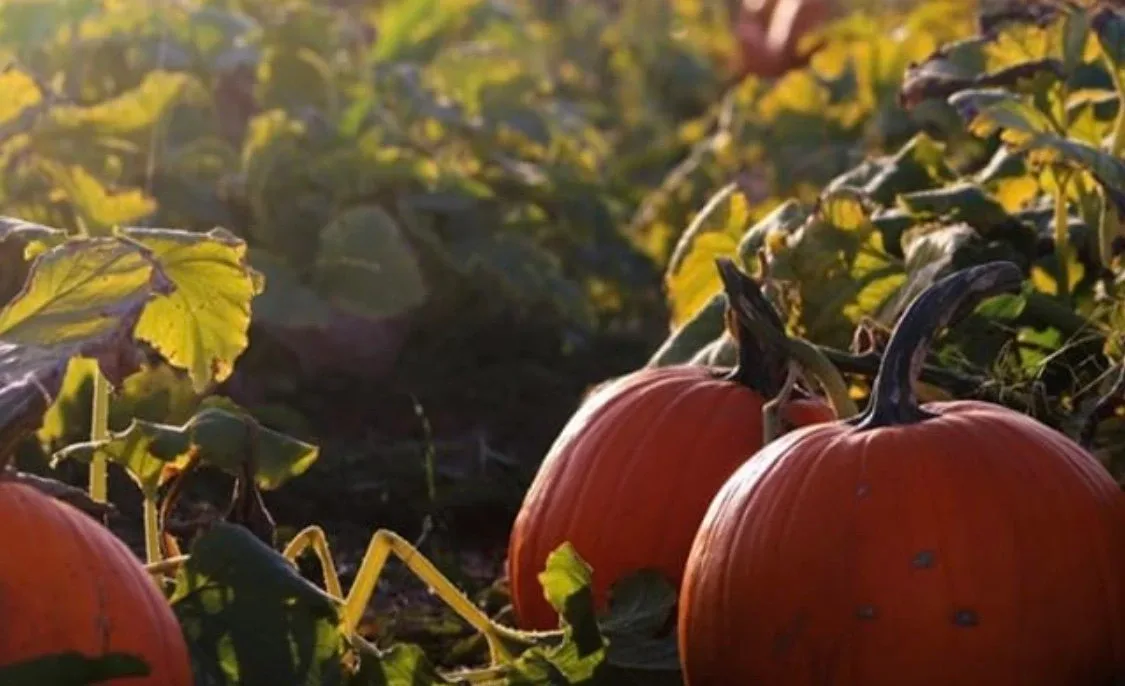 Pumpkins displayed at Santa Rosa Pumpkin Patch