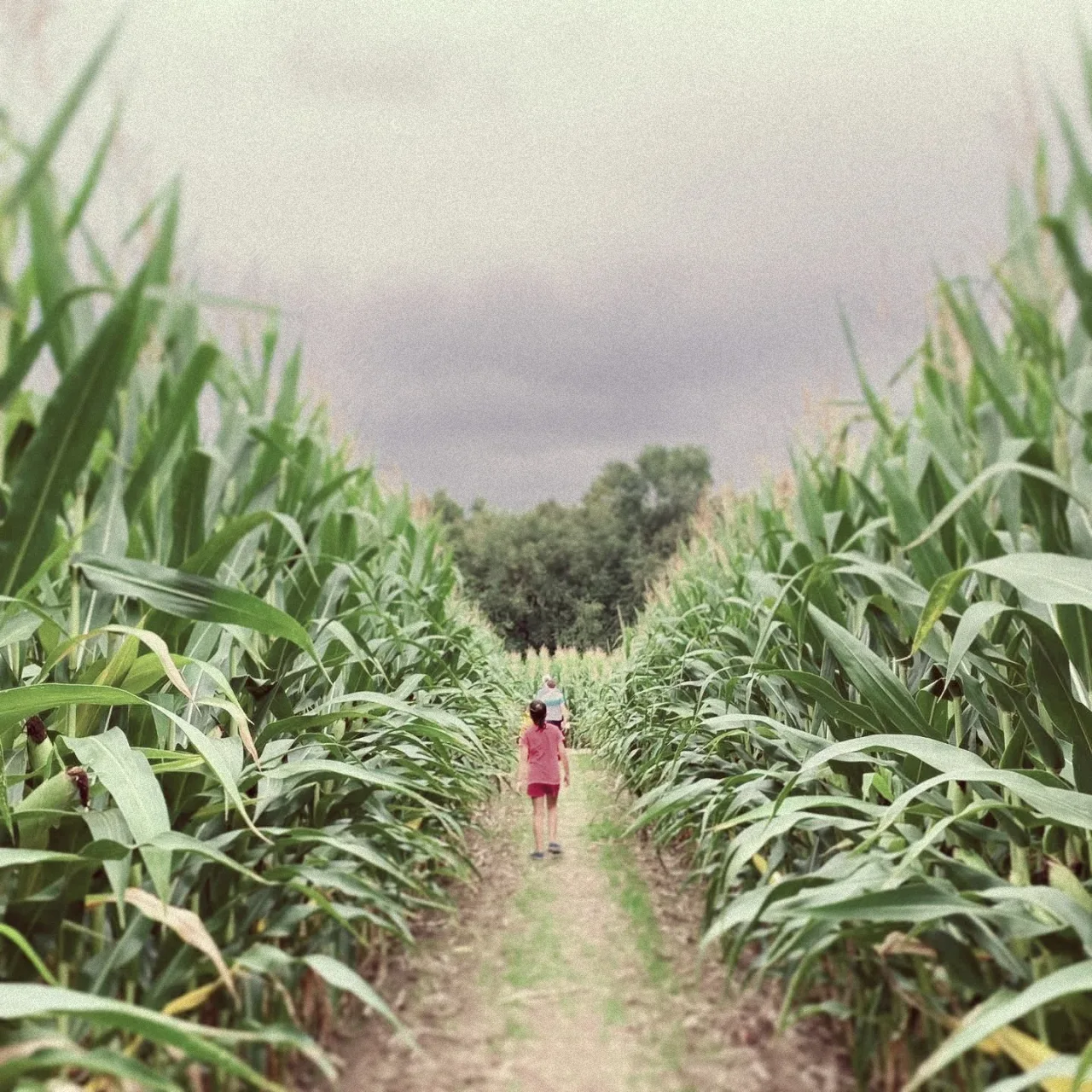 A child on a corn maze path at Schwallier’s Country Basket