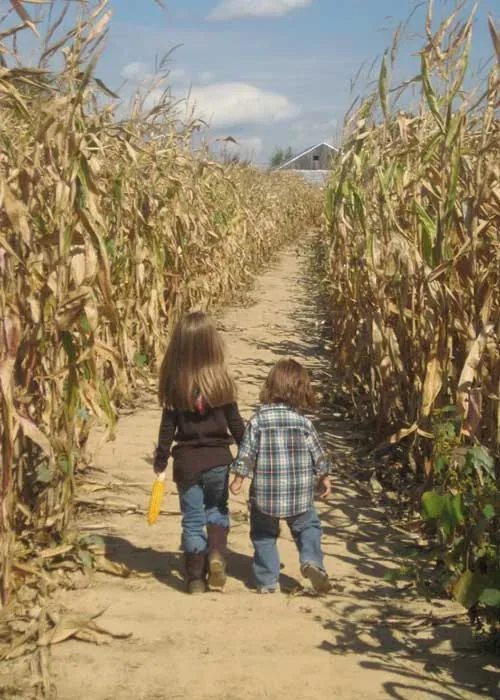 Two children walking along a corn path at Shaw Farms