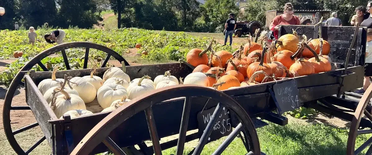 A wagon loaded with pumpkins at Shelby Corn Maze