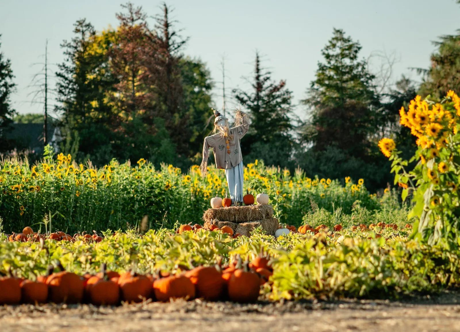 Pumpkins and rustic fall displays at Smith Family Farm in Brentwood