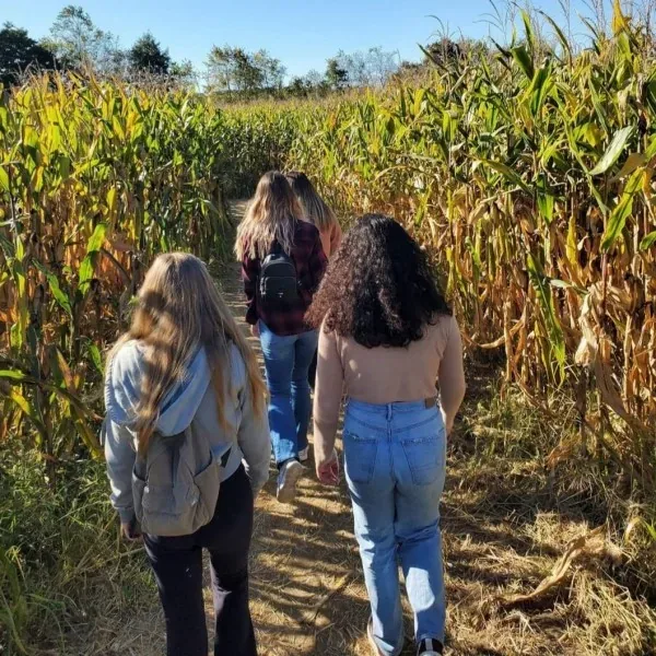 Visitors walking into a corn maze at Southfork Homestead