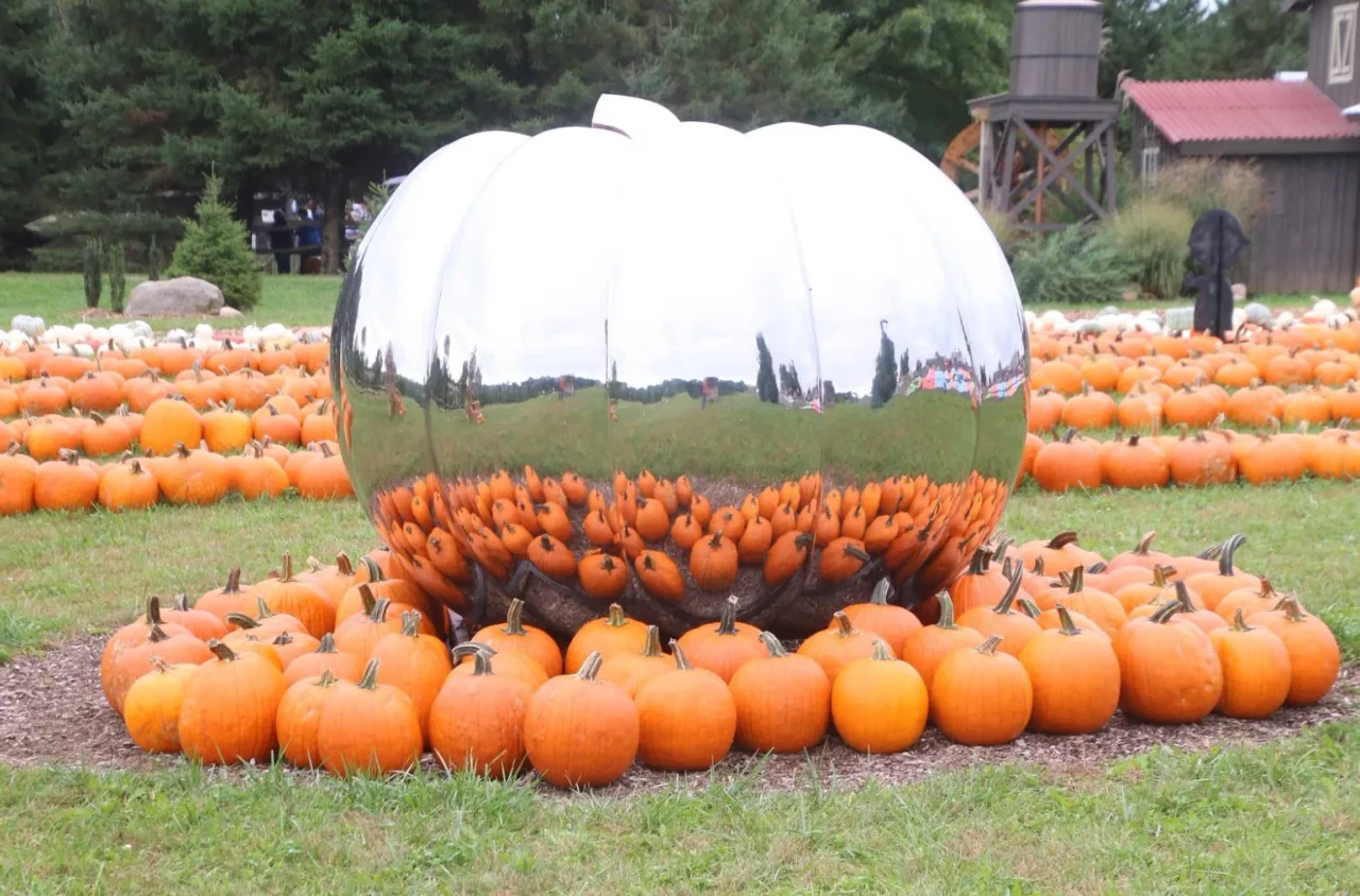 A mirrored pumpkin sculpture surrounded by pumpkins at Stokoe Farms
