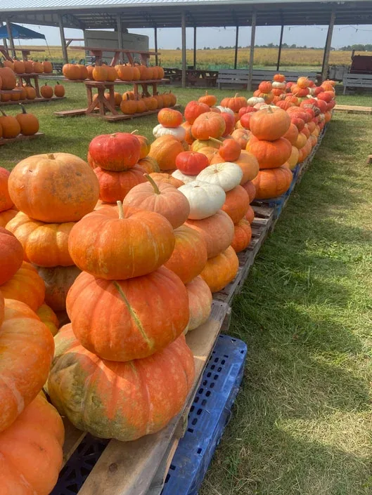 Pumpkins and a pavilion at Thomas Dairy Farm & Market
