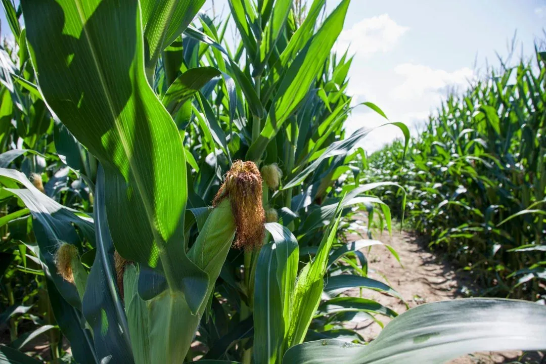 A visitor walking along a corn maze path at Trax Farms