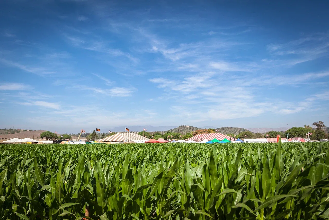 A corn-maze path at Underwood Family Farms in Moorpark