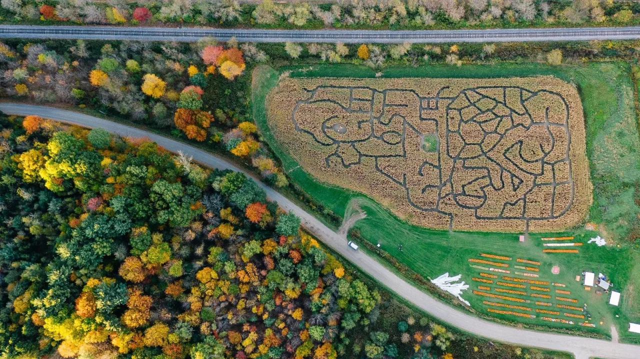 An aerial view of a past corn maze at Whitcomb Family Farm